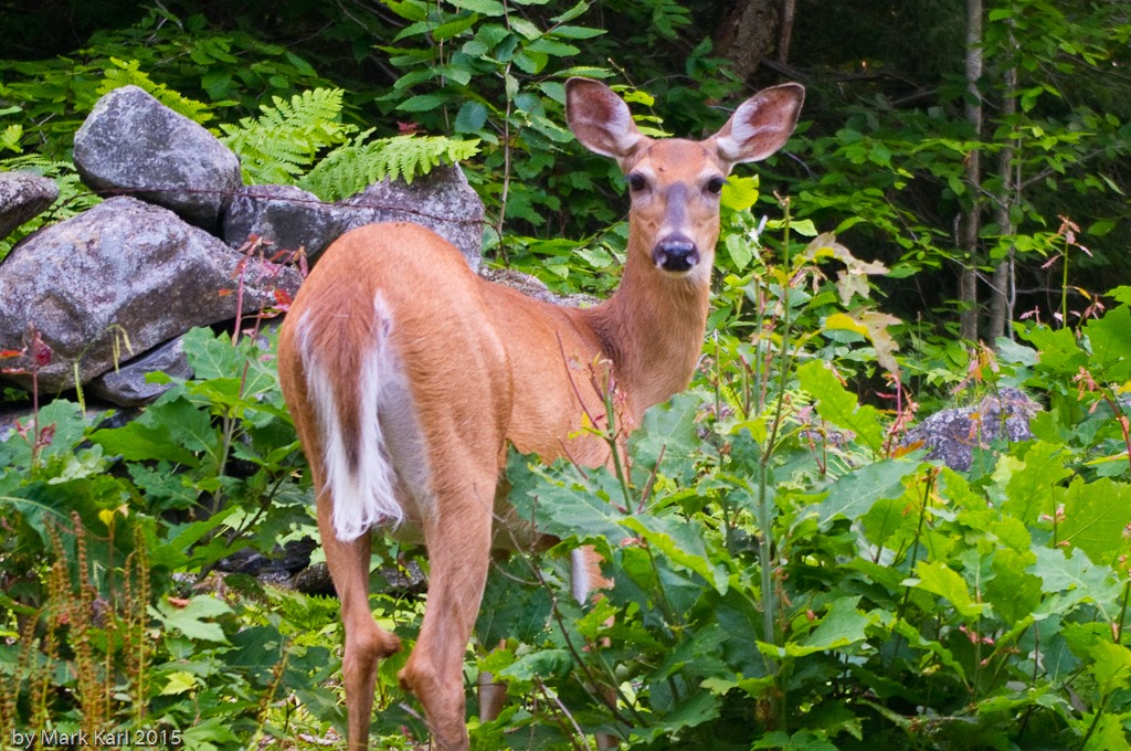 Whitetail Deer in Hanover, NH July 2015